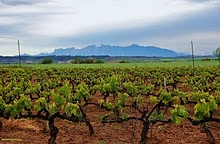 Montserrat an vineyards